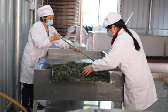 5.村民在微型茶叶加工车间里制茶。.jpg
