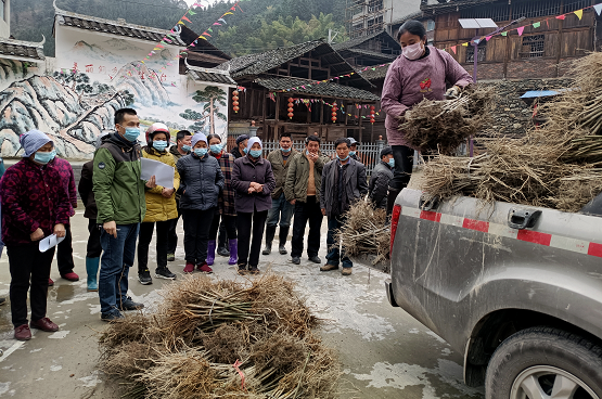独坡镇:万棵"金钩"送进脱贫村 通道县人民政府
