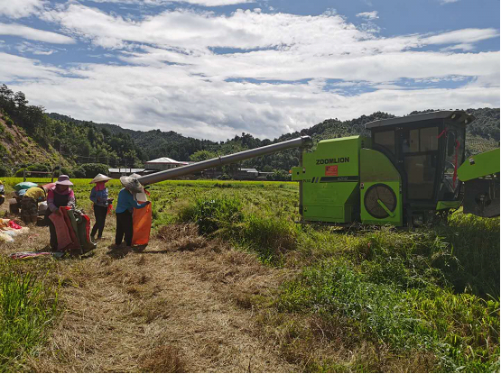 溪口镇联团再生稻头季稻收割忙